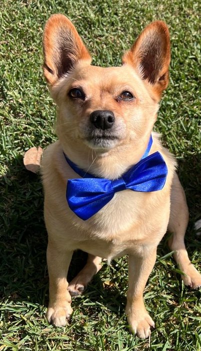 Tan puppy wearing a blue bow tie