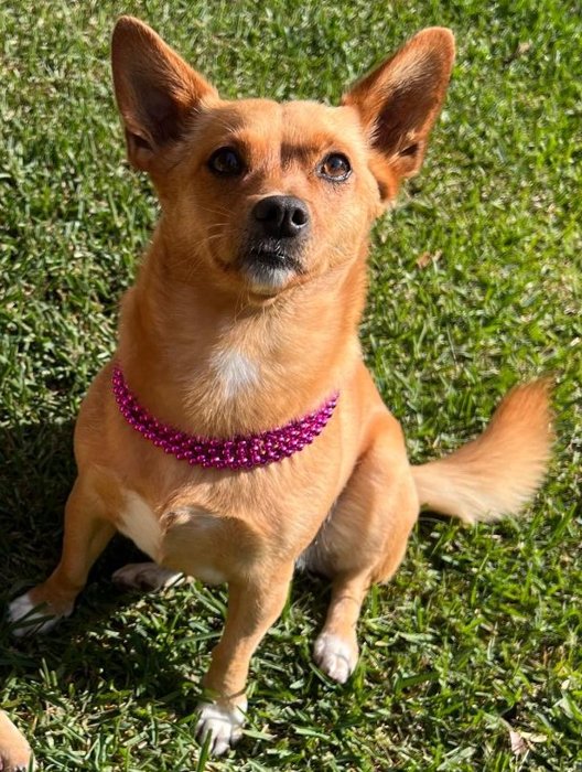 Golden puppy wearing a pink beaded necklace